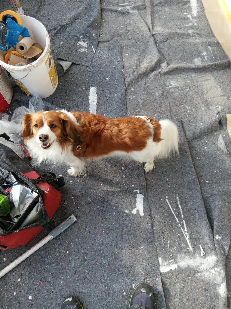 Hund auf der Abdeckfolie zwischen Farbeimer und Werkzeug